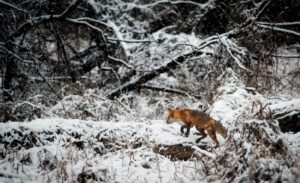 fox on snow covered field in forest